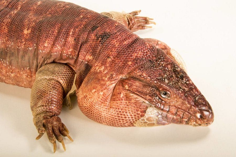 Red Tegu
