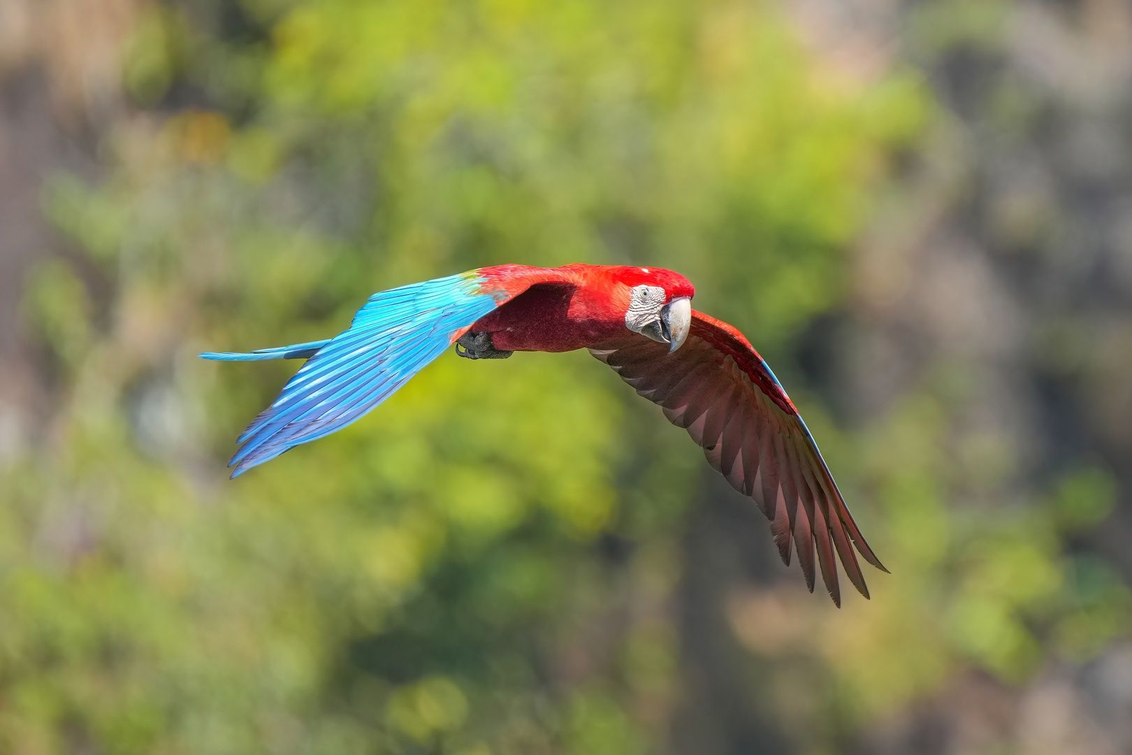 Red-and-green Macaw