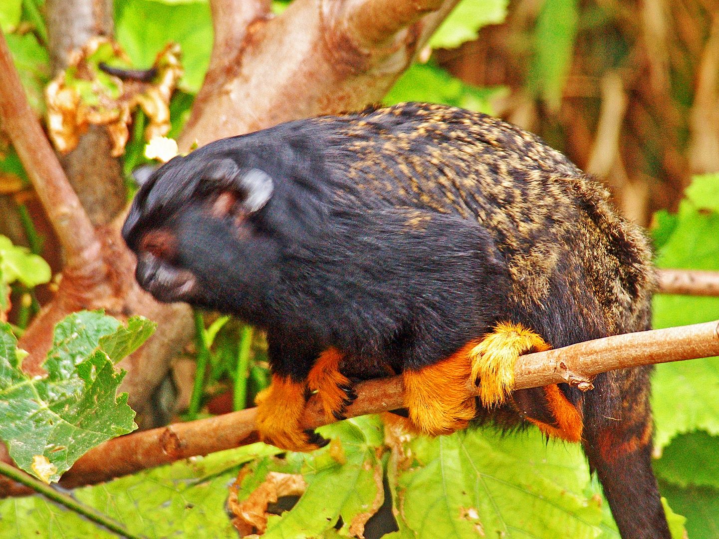 Red-handed Tamarin