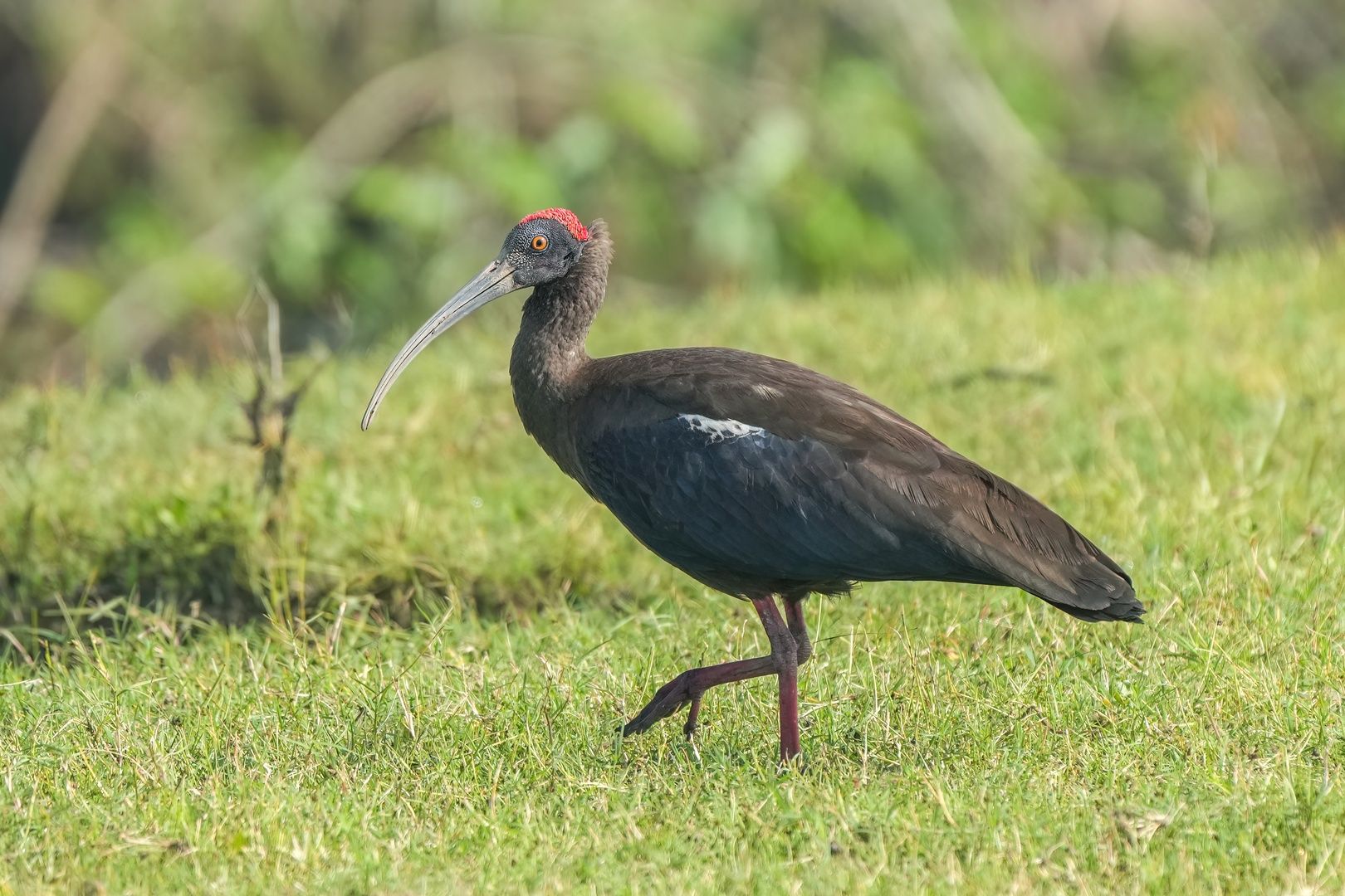 Red-naped Ibis