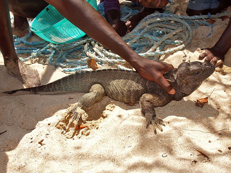Rhinoceros Iguana