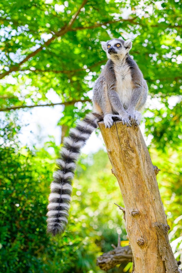 Ring-tailed Lemur