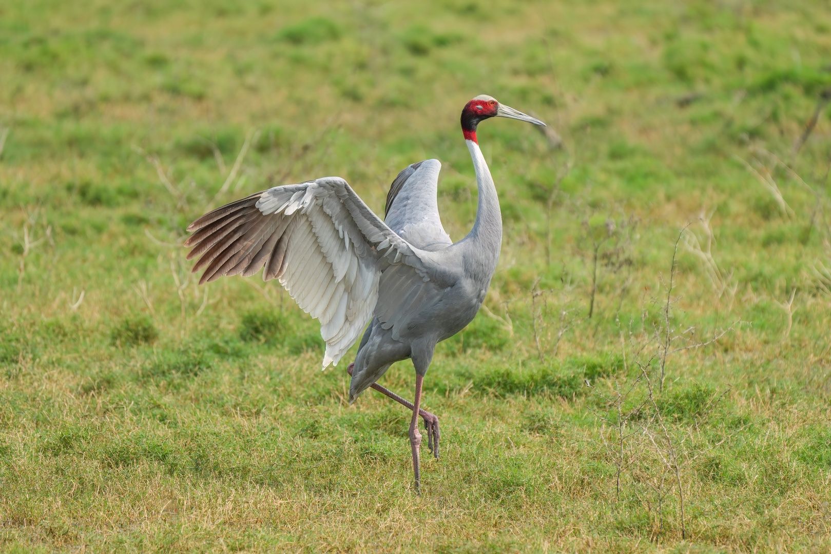 Sarus Crane