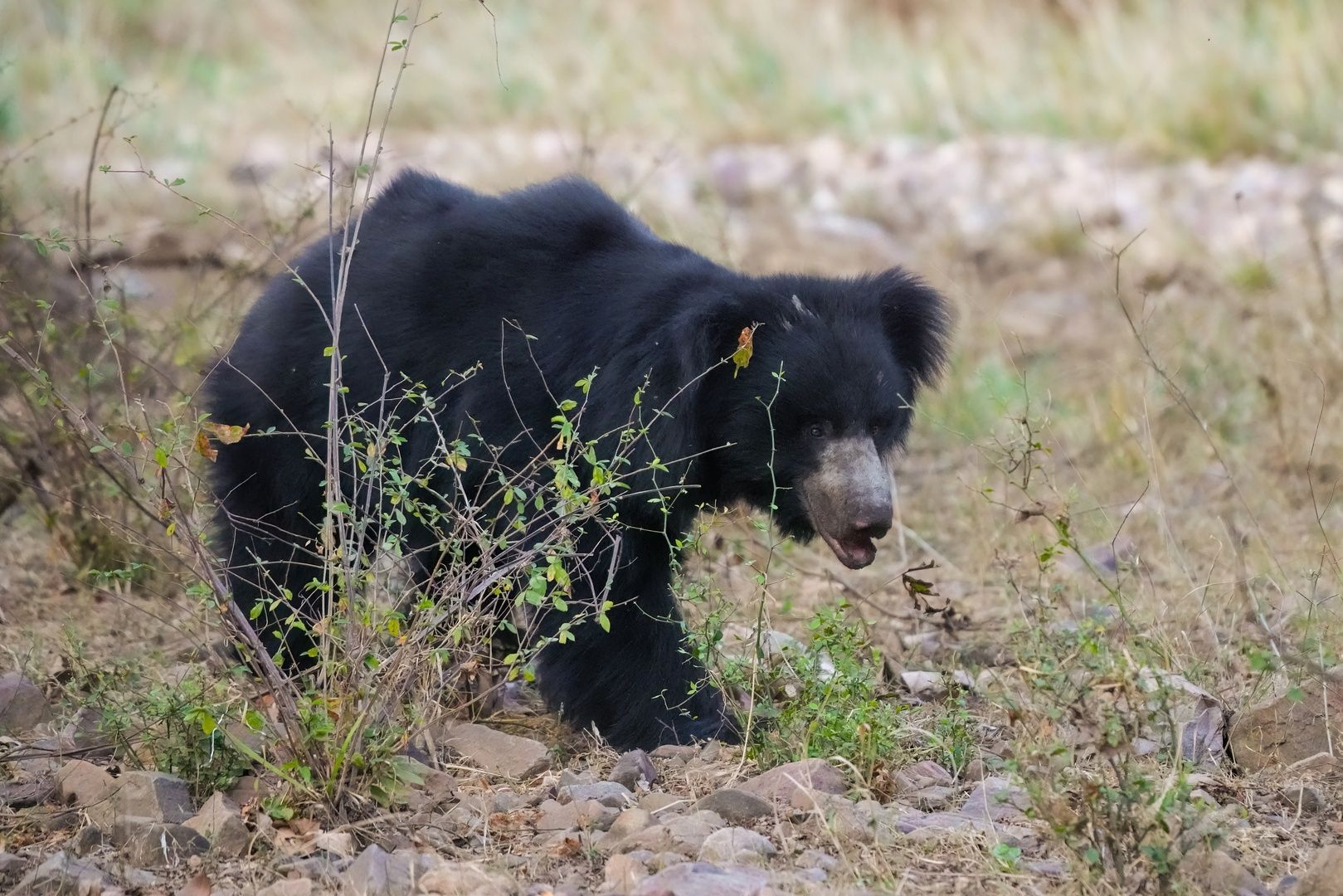 Sloth Bear