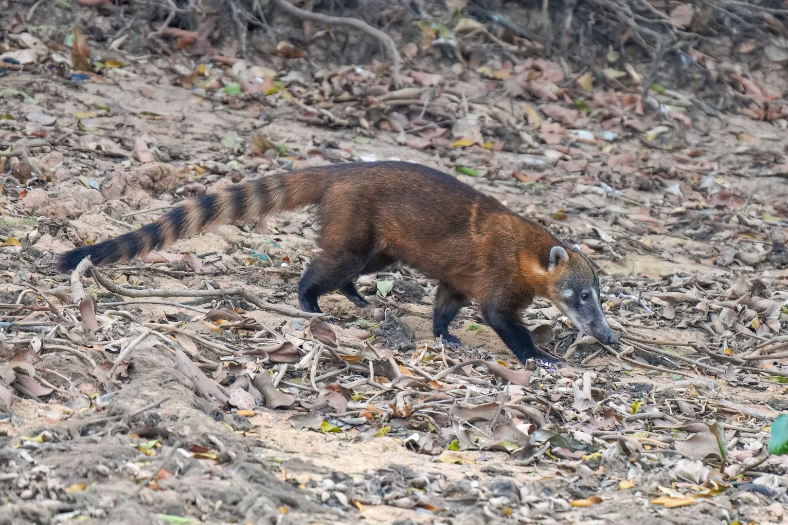 South American Coati