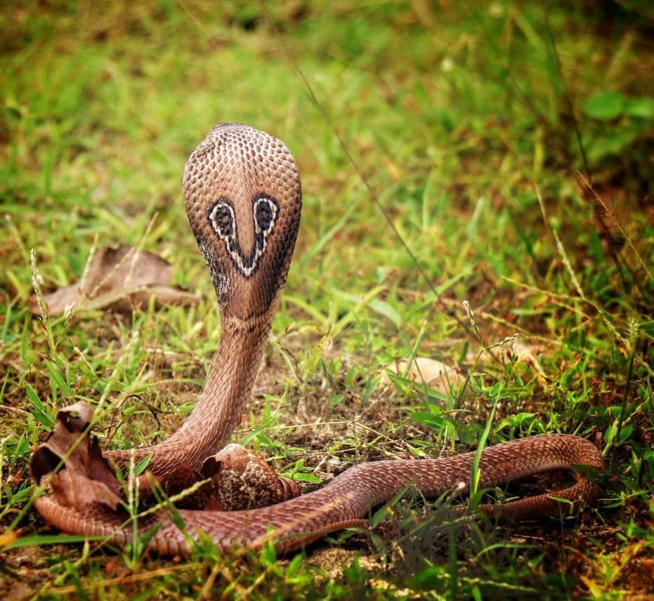 Spectacled Cobra