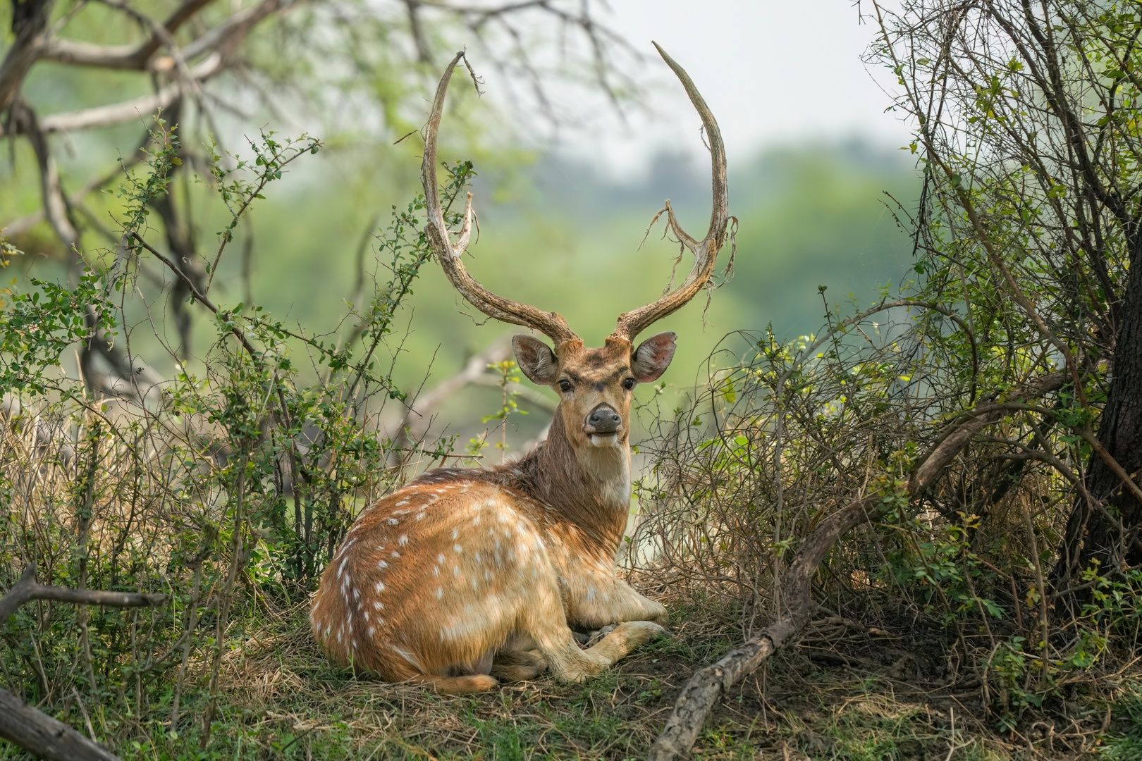Spotted Deer