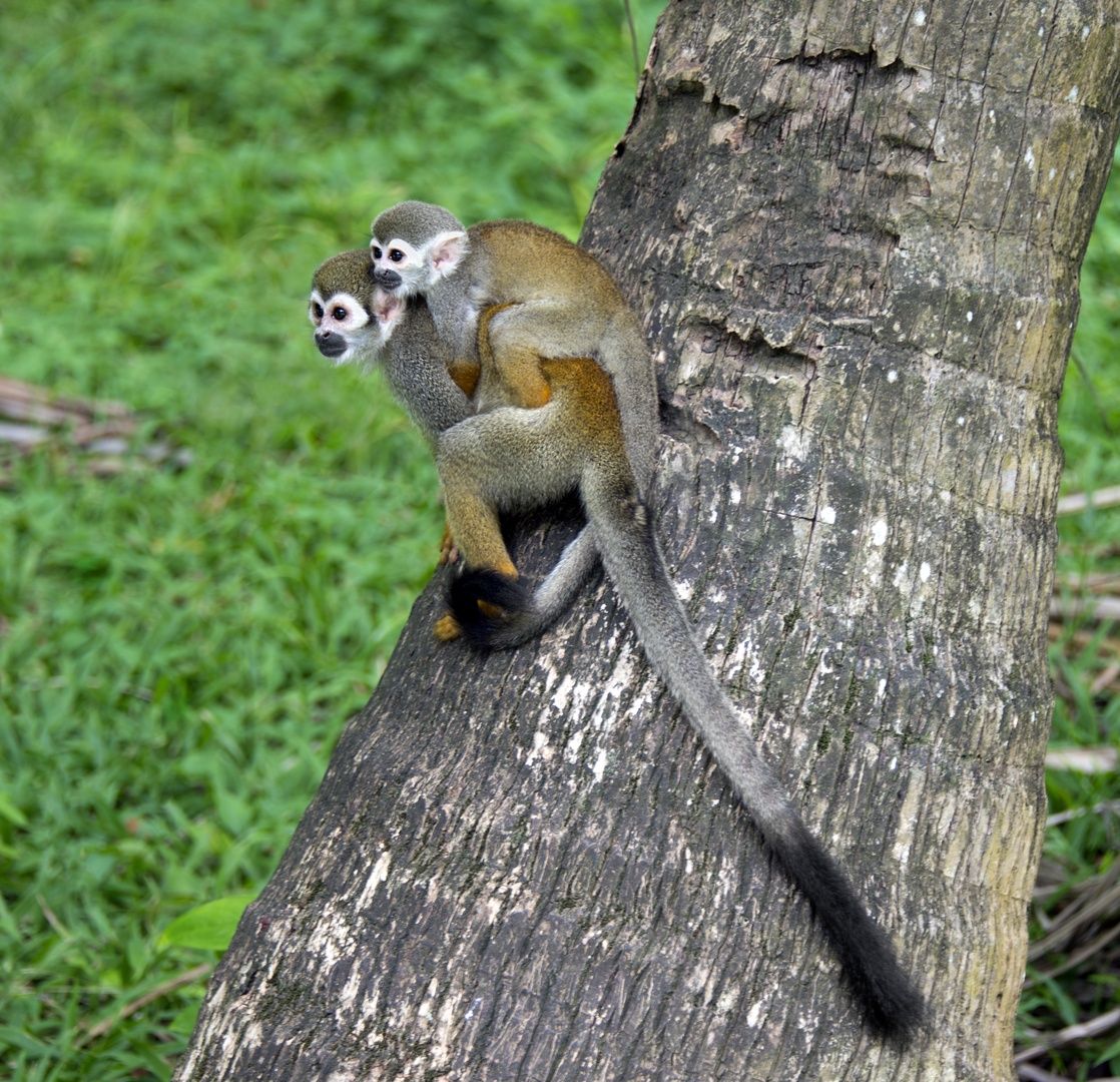 Squirrel Monkey
