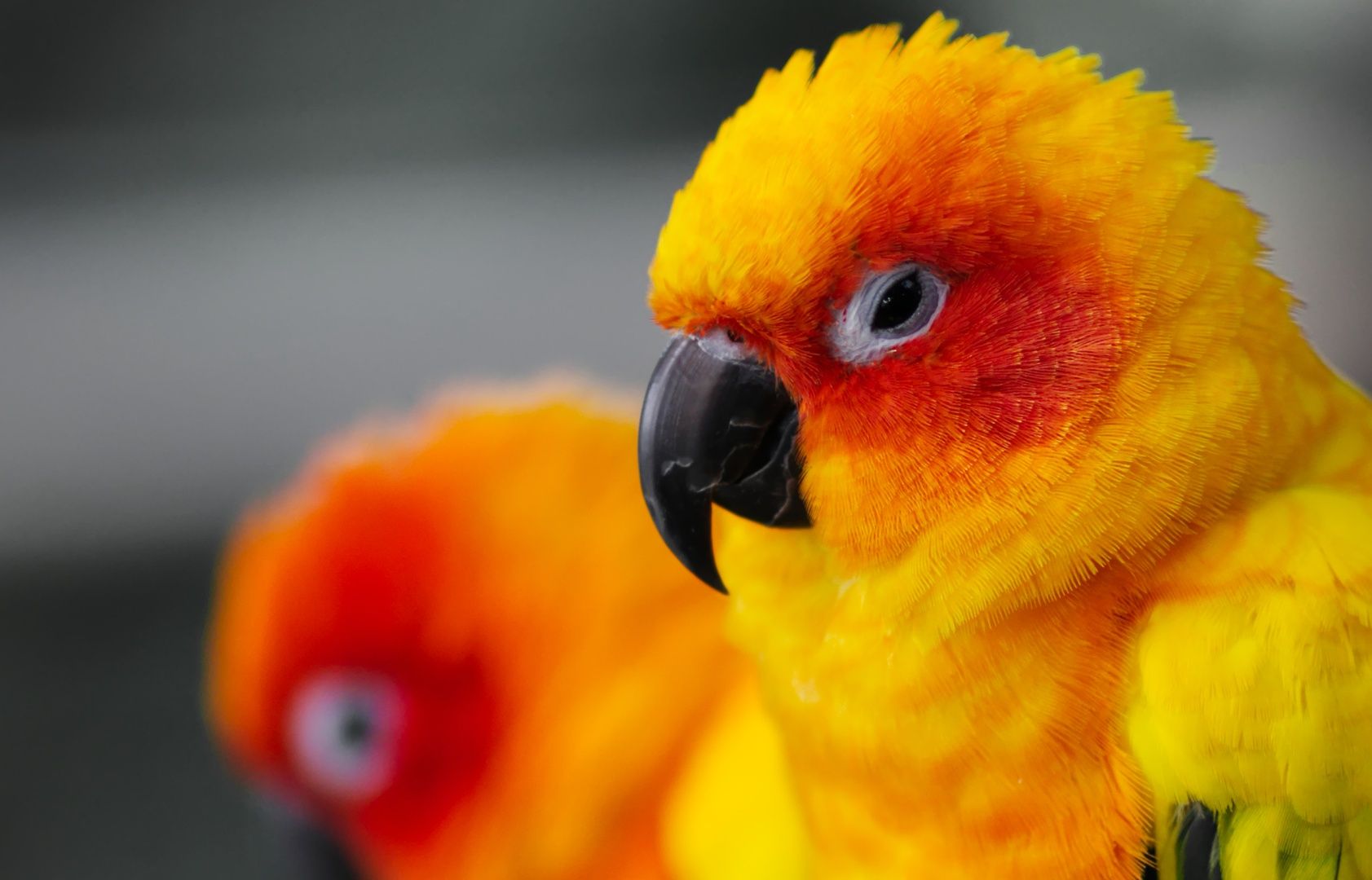Sun Conure