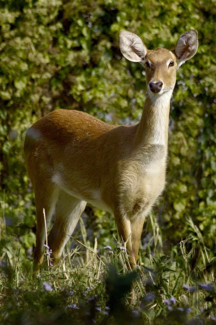 Thamin Deer