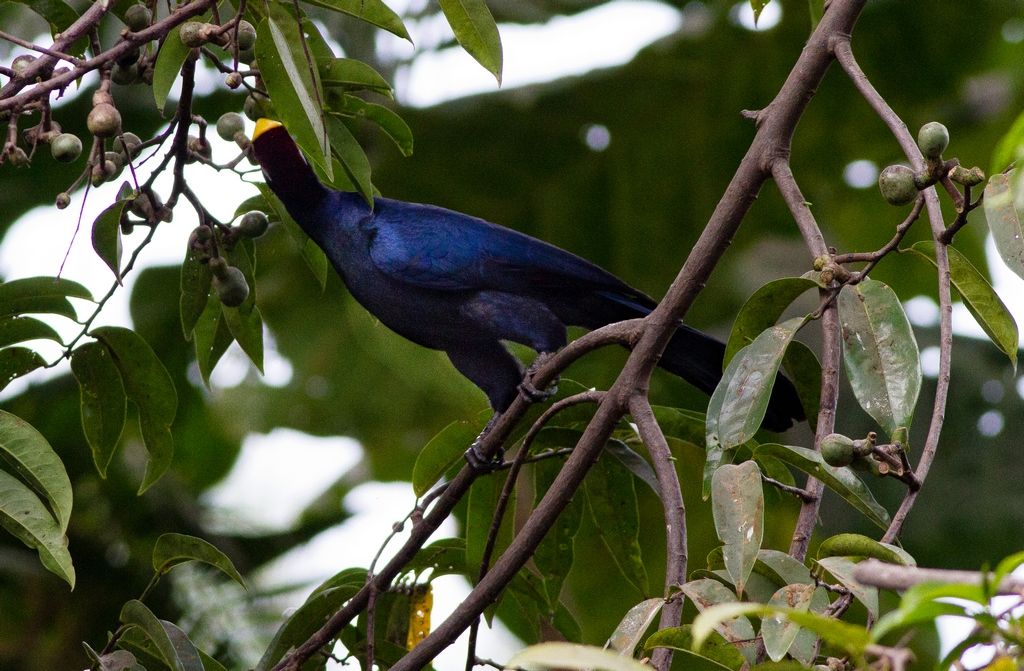 Violet Turaco