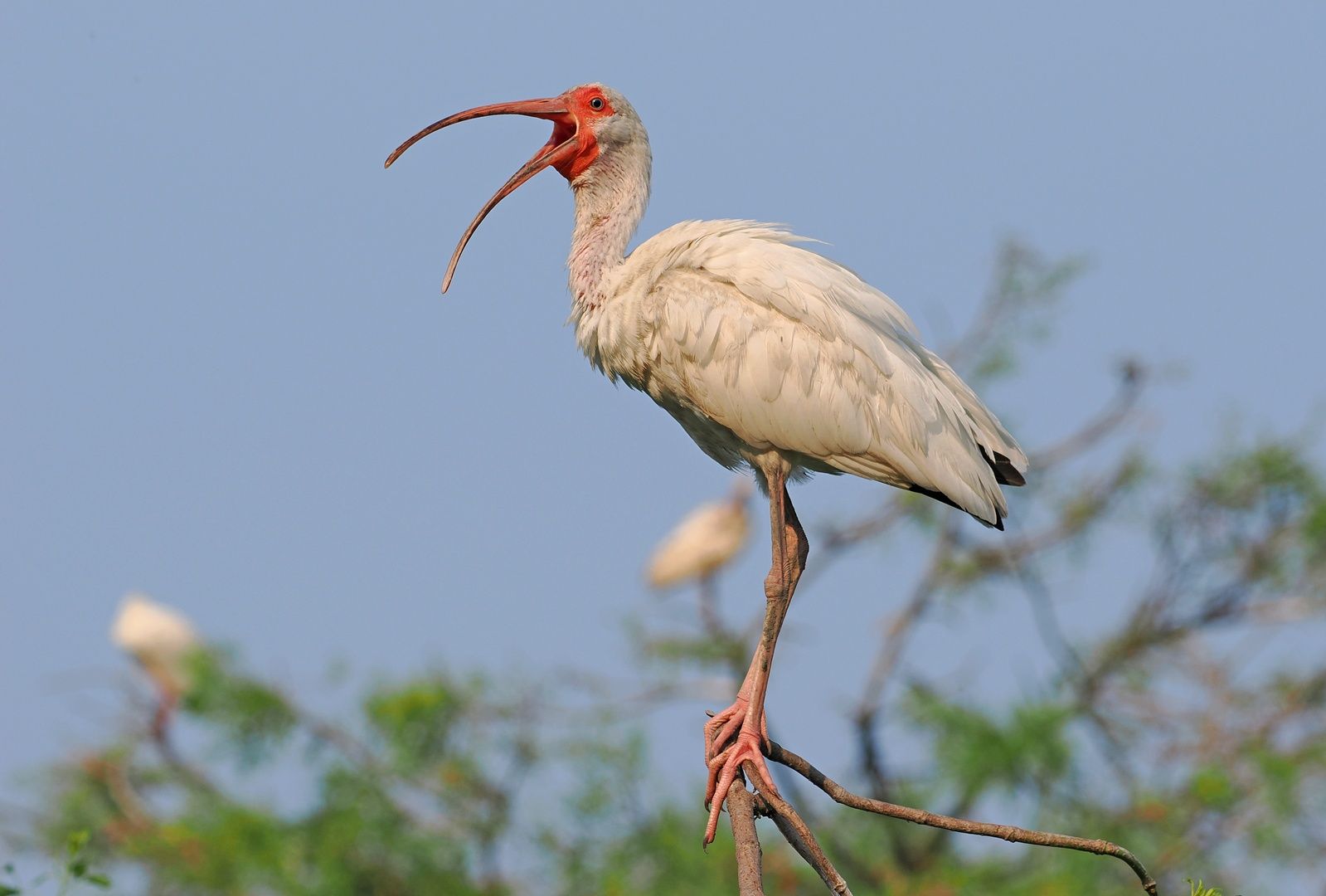 White Ibis