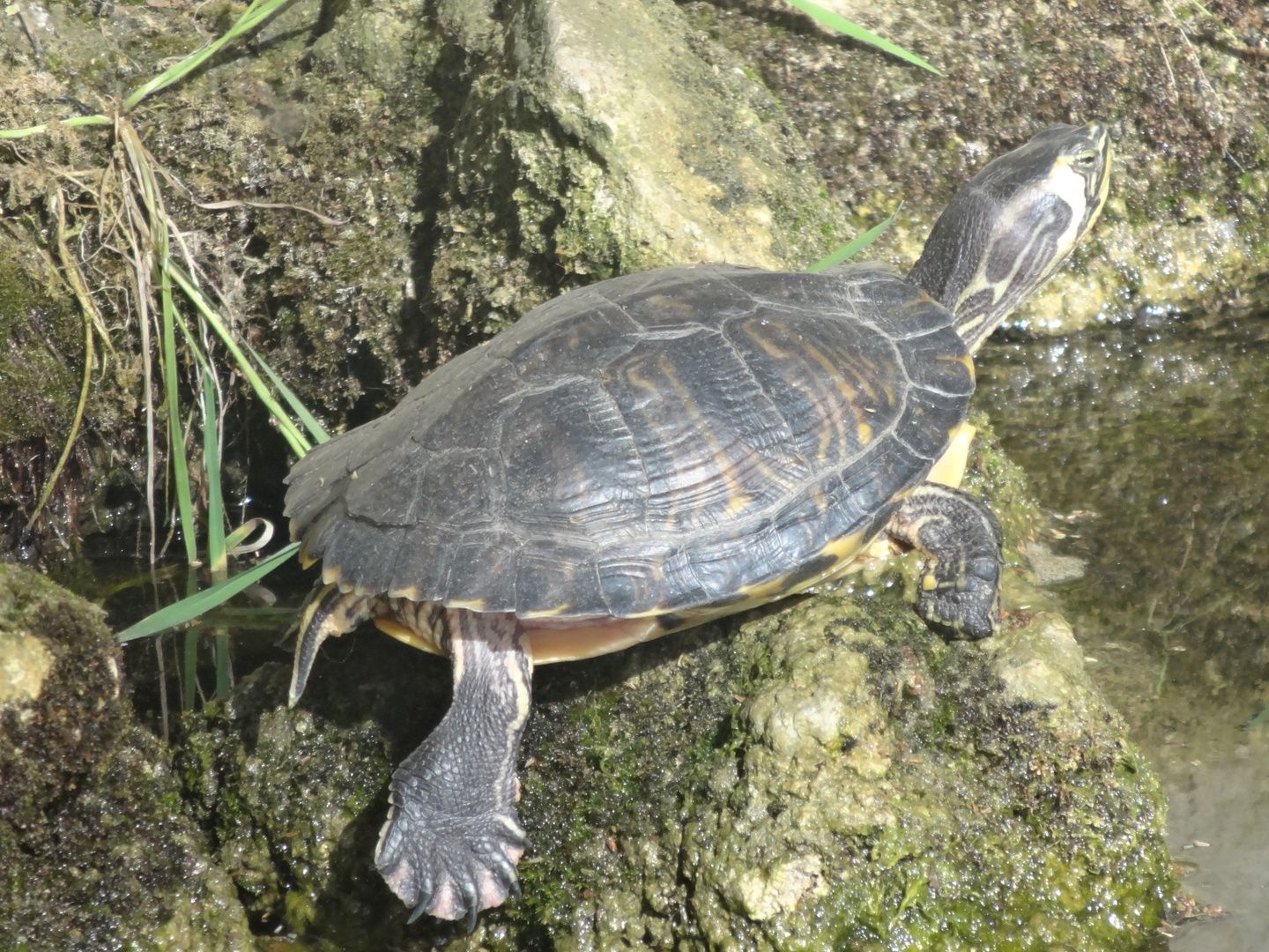 Yellow-bellied Slider