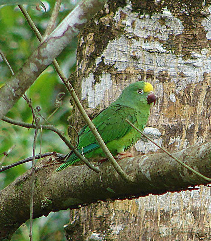 Yellow-crowned Amazon
