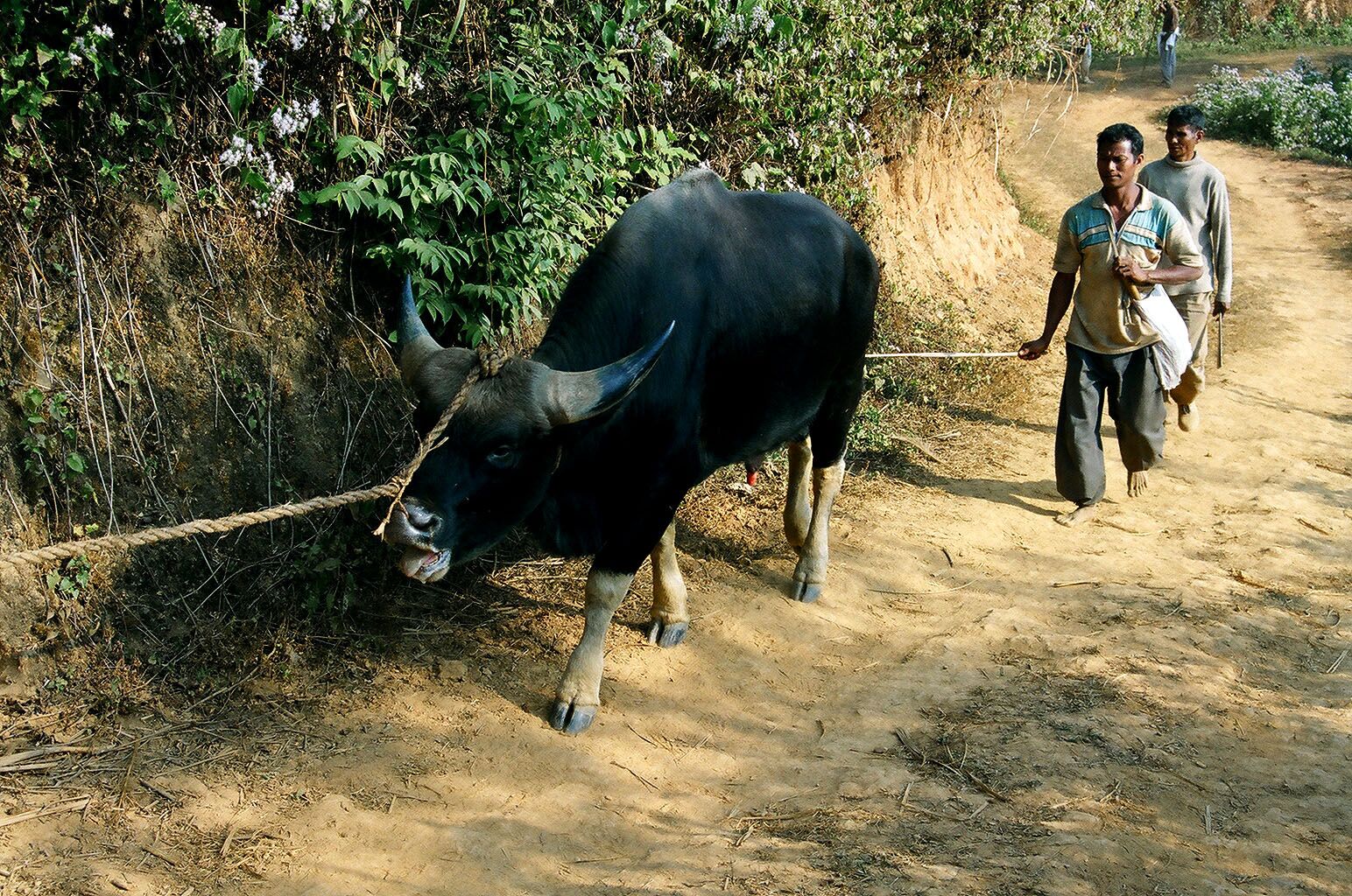 Gaur