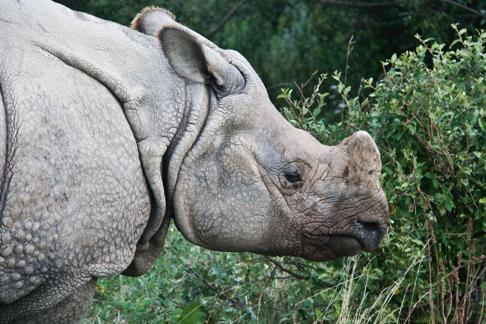 greater one-horned rhinoceros