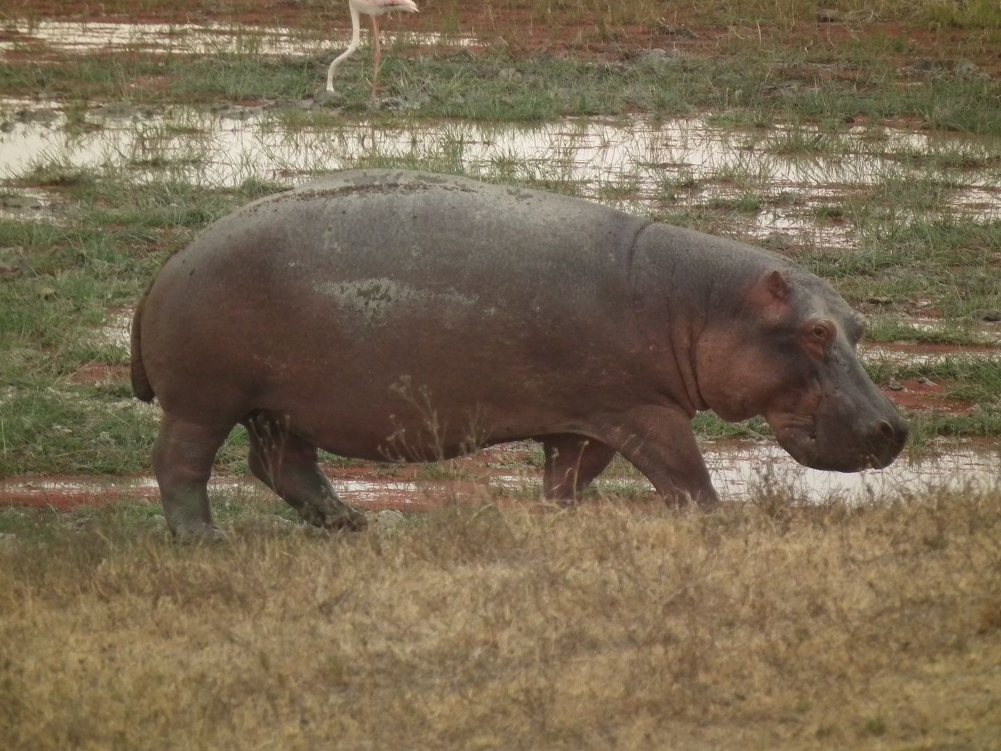 Hippopotamus